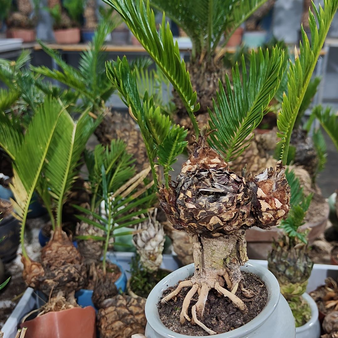 森***森无花朵白鳞铁盆景基地价