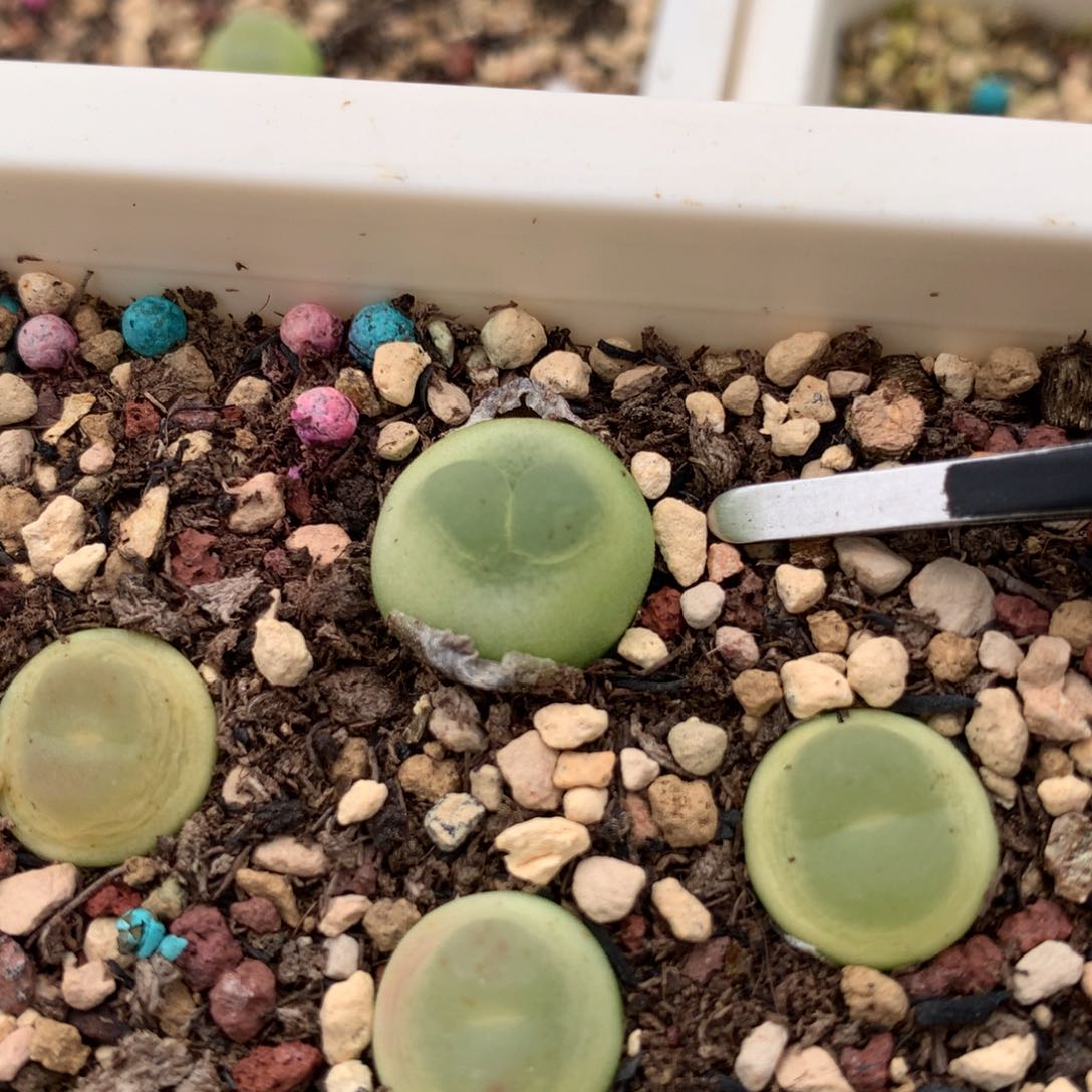 446号拉登sh1200一颗