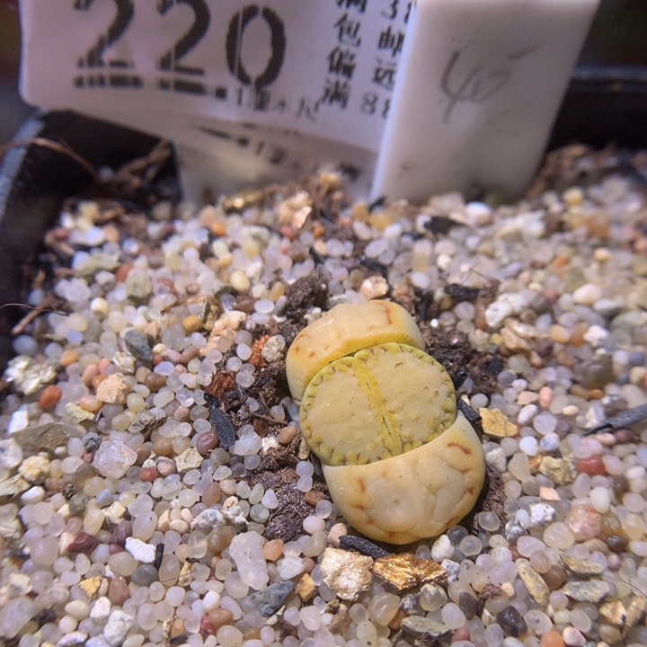精品生石花37.220
