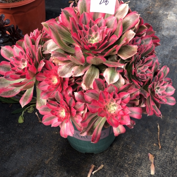 206号 男神 多肉植物