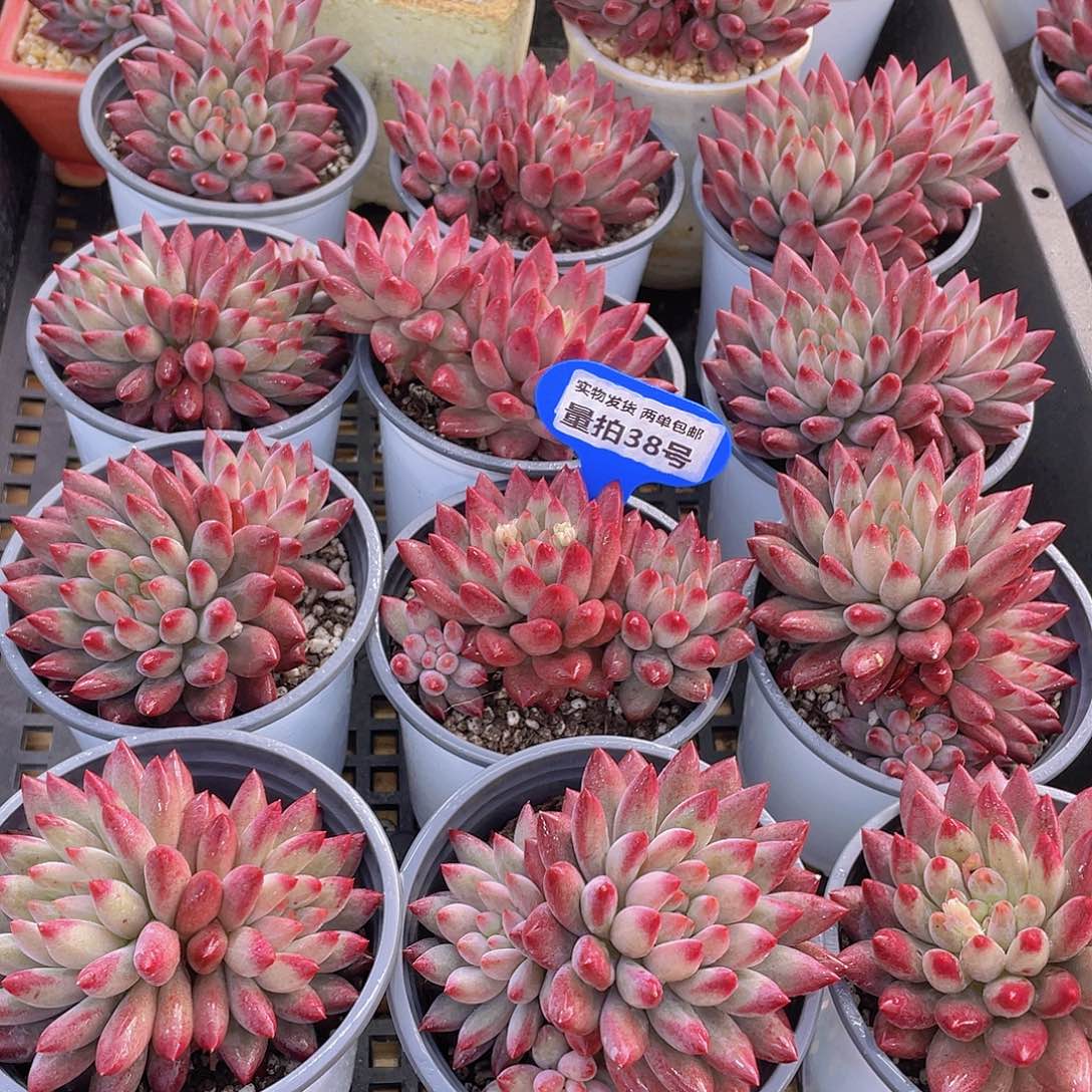 量拍38号 如烟美人大双头一个