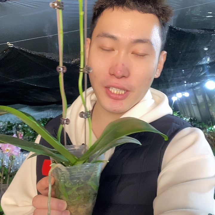 无花朵黄莽蝴蝶兰