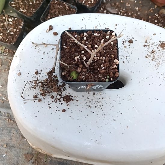 迷***陶无花朵218加寿星扦插苗