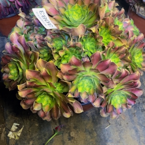 韶华多肉植物3083