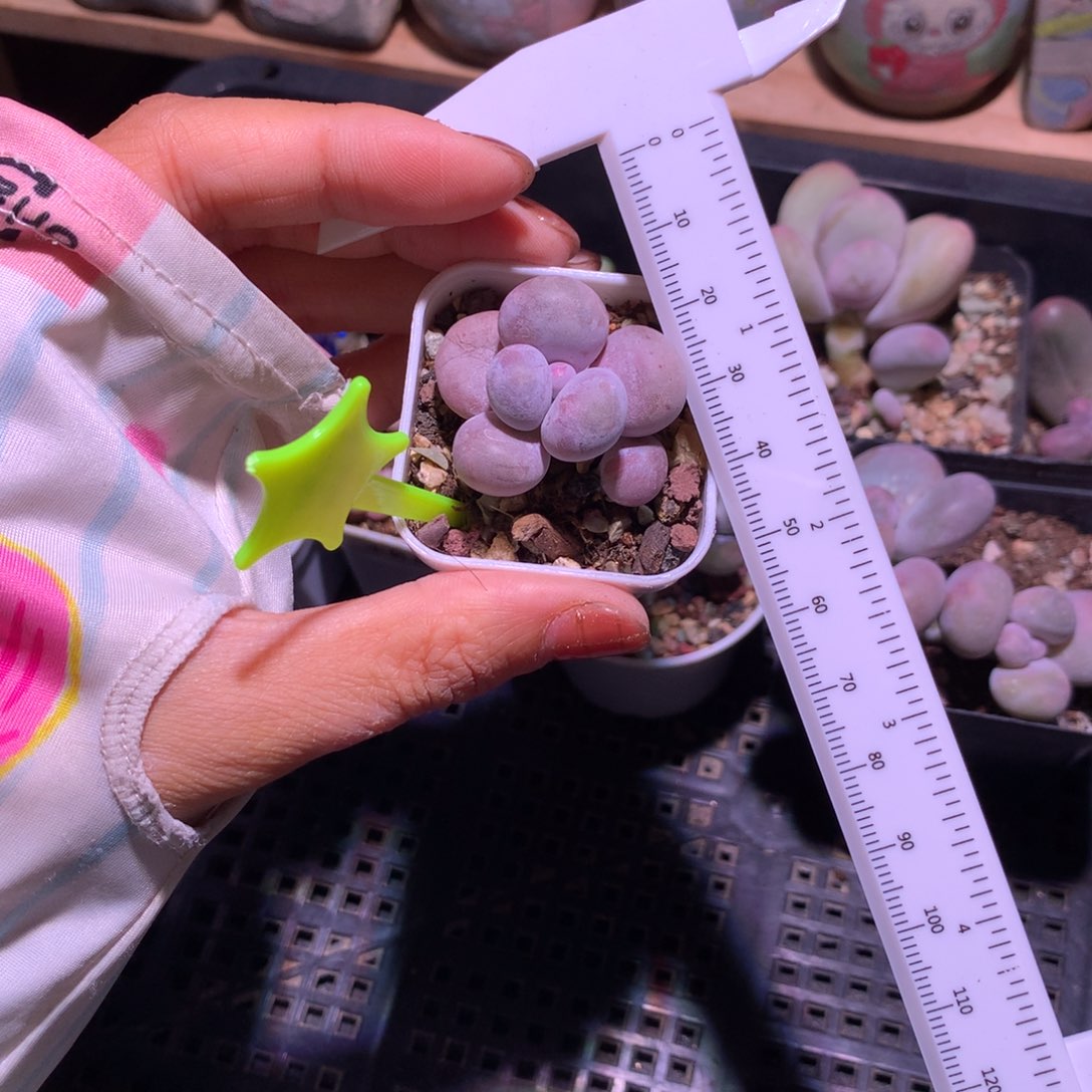 水光针，不满28发一片叶片，发到付！