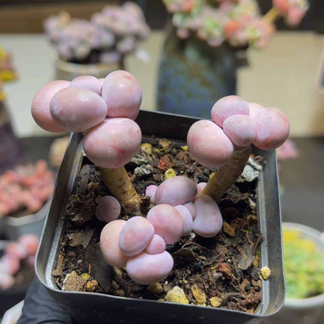 936橙奶7厘米多肉