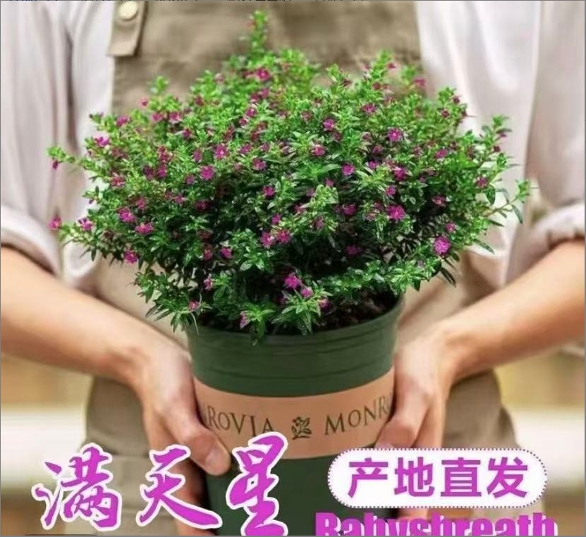 多年生盆栽满天星室外花园四季花卉室外盆栽花卉花园植植物红色