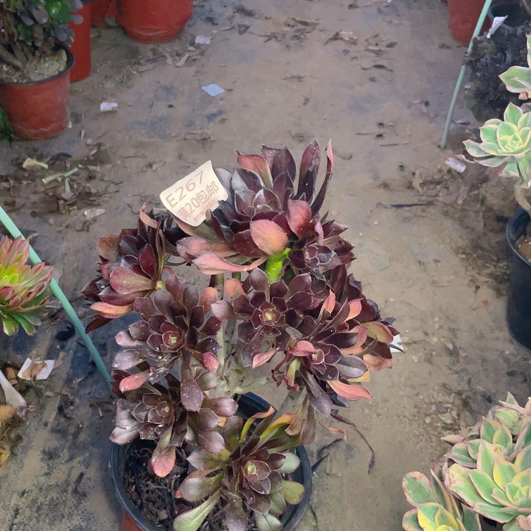 267灰法师多肉法师