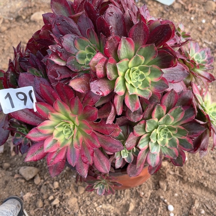 190多肉植物安娜有砍