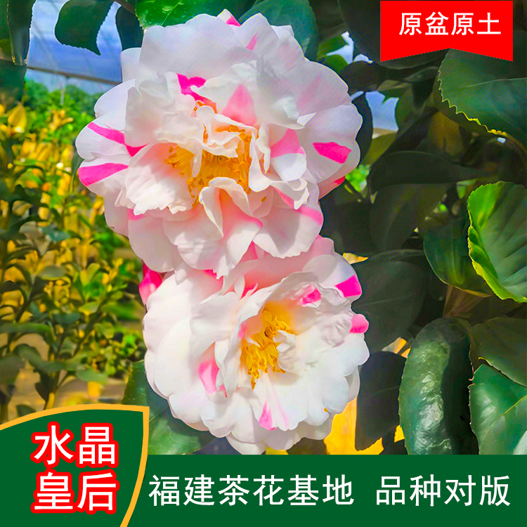 水晶皇后茶花水晶白珍贵茶花品种室内外花卉阳台庭院绿植福建基地