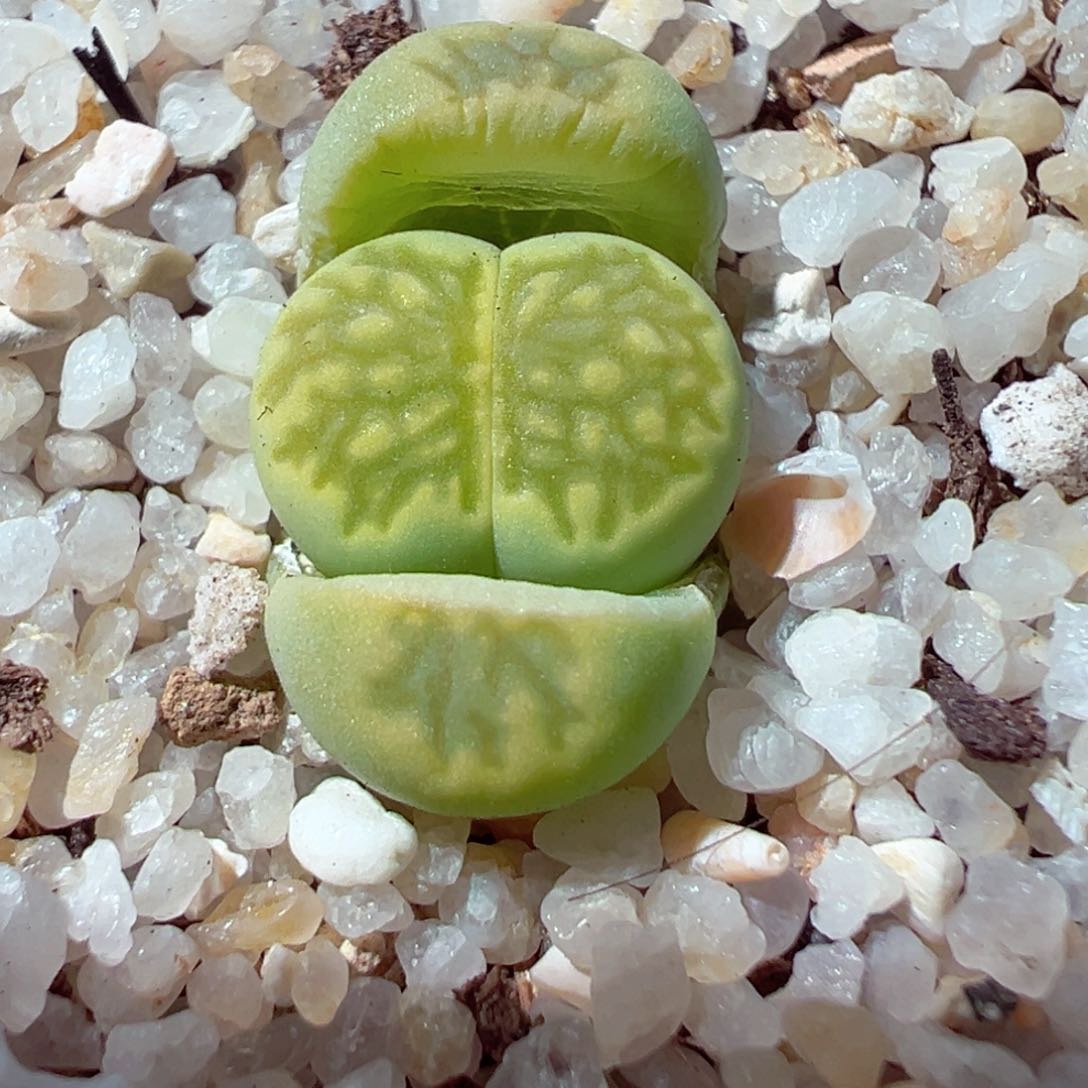 210-346.绿菊绿菊