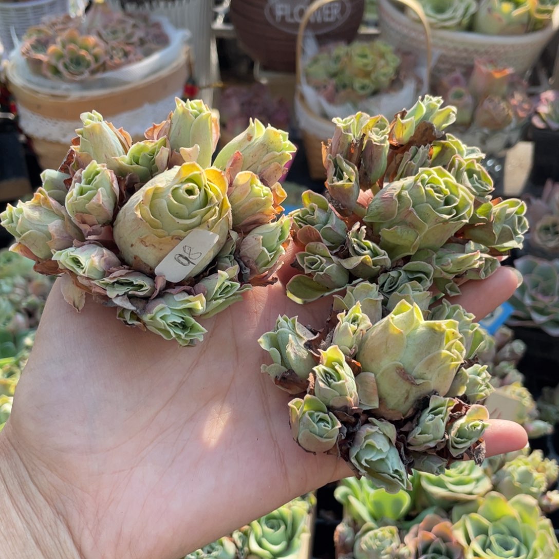 栀***花多肉植物山地玫瑰98三颗