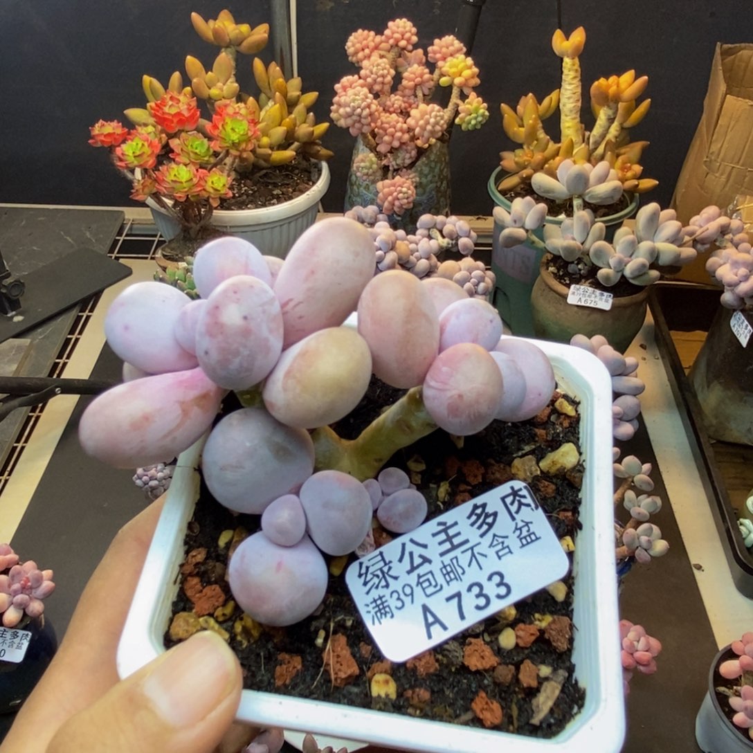 733水光针多肉7c m