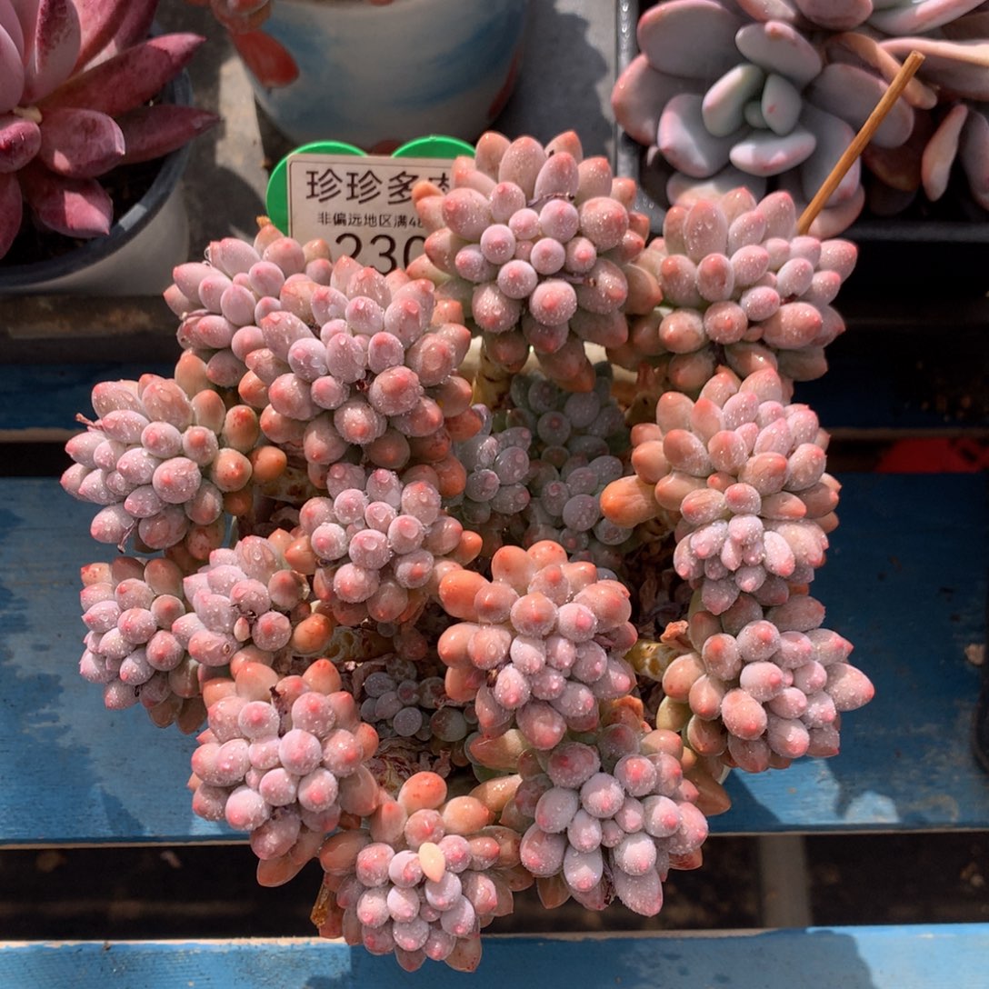 婴儿手指无砍平头230