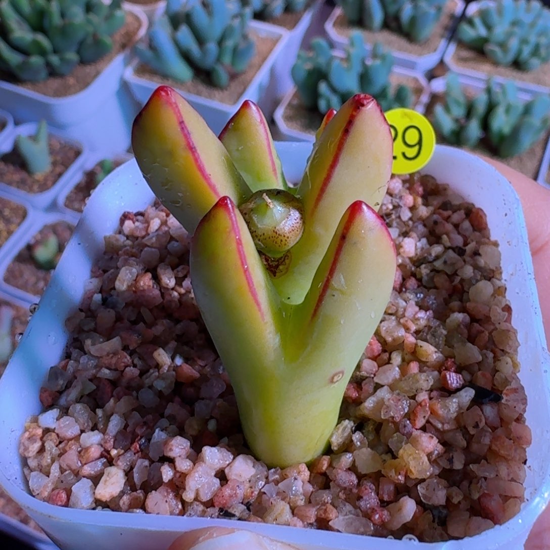 ?***拾29...........多肉......