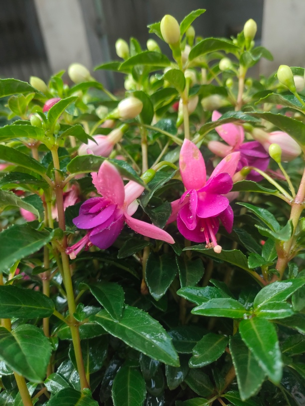  倒挂金钟 （粉壳紫裙）基地直发 介意少量掉花苞和少量折枝的慎拍