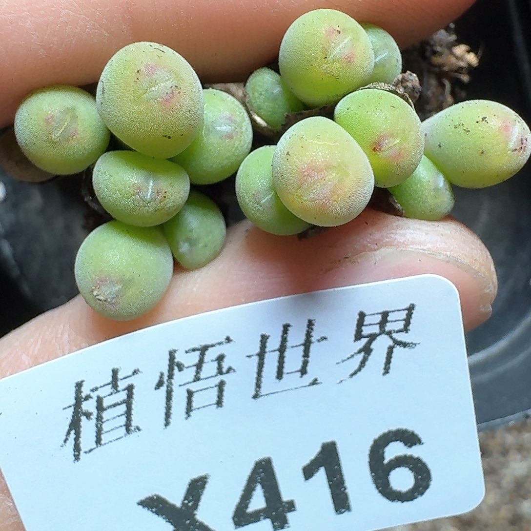 416盒多肉植物哇fv