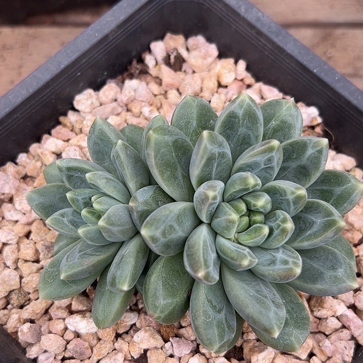 美人群一物一拍特美人