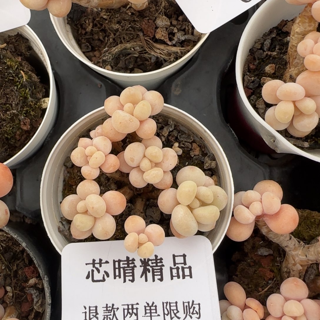 闪购精品多肉39片