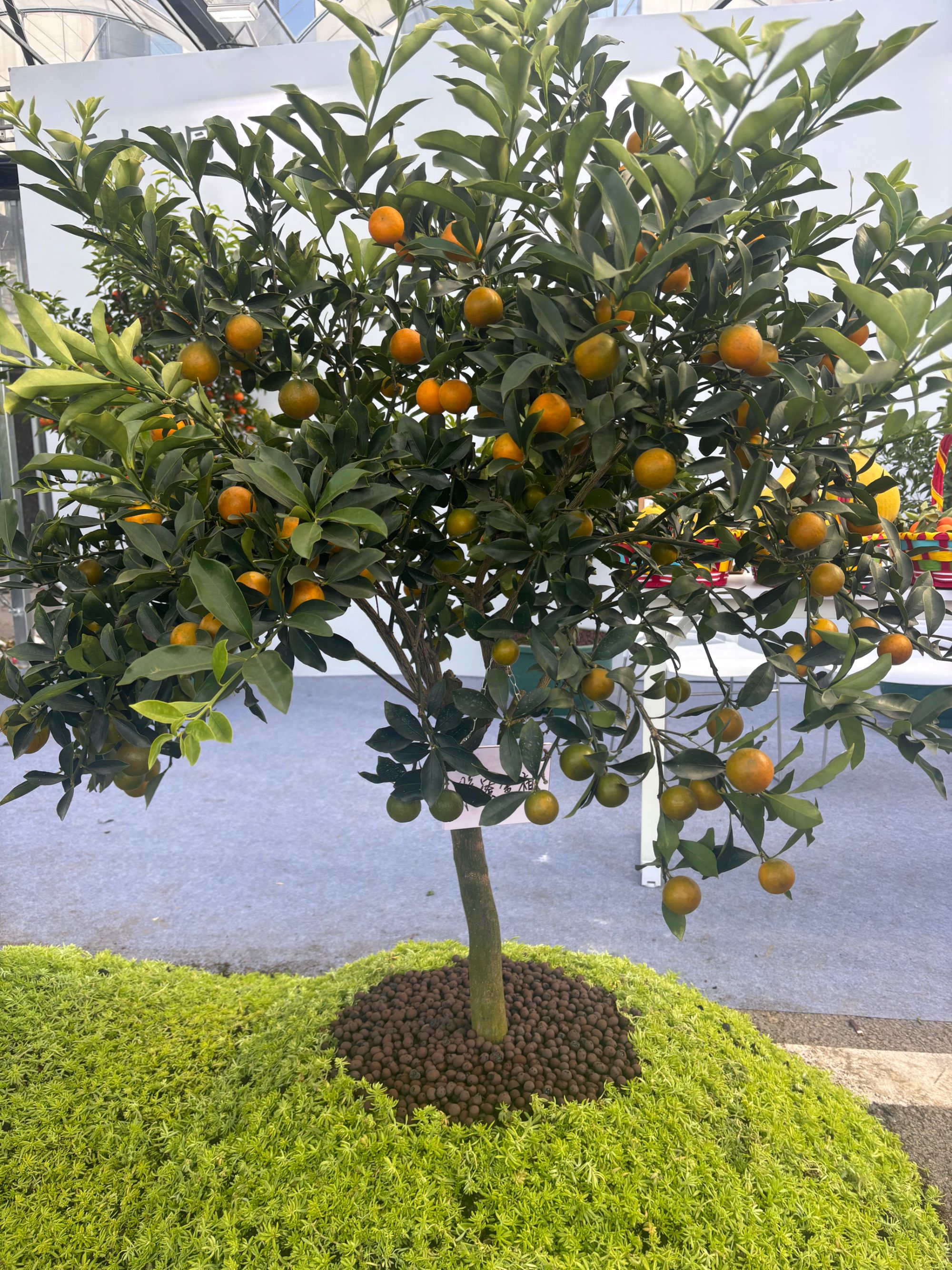 脆蜜金柑金桔小叶积壳嫁接四季脆皮滑皮金橘果树庭院盆栽地栽