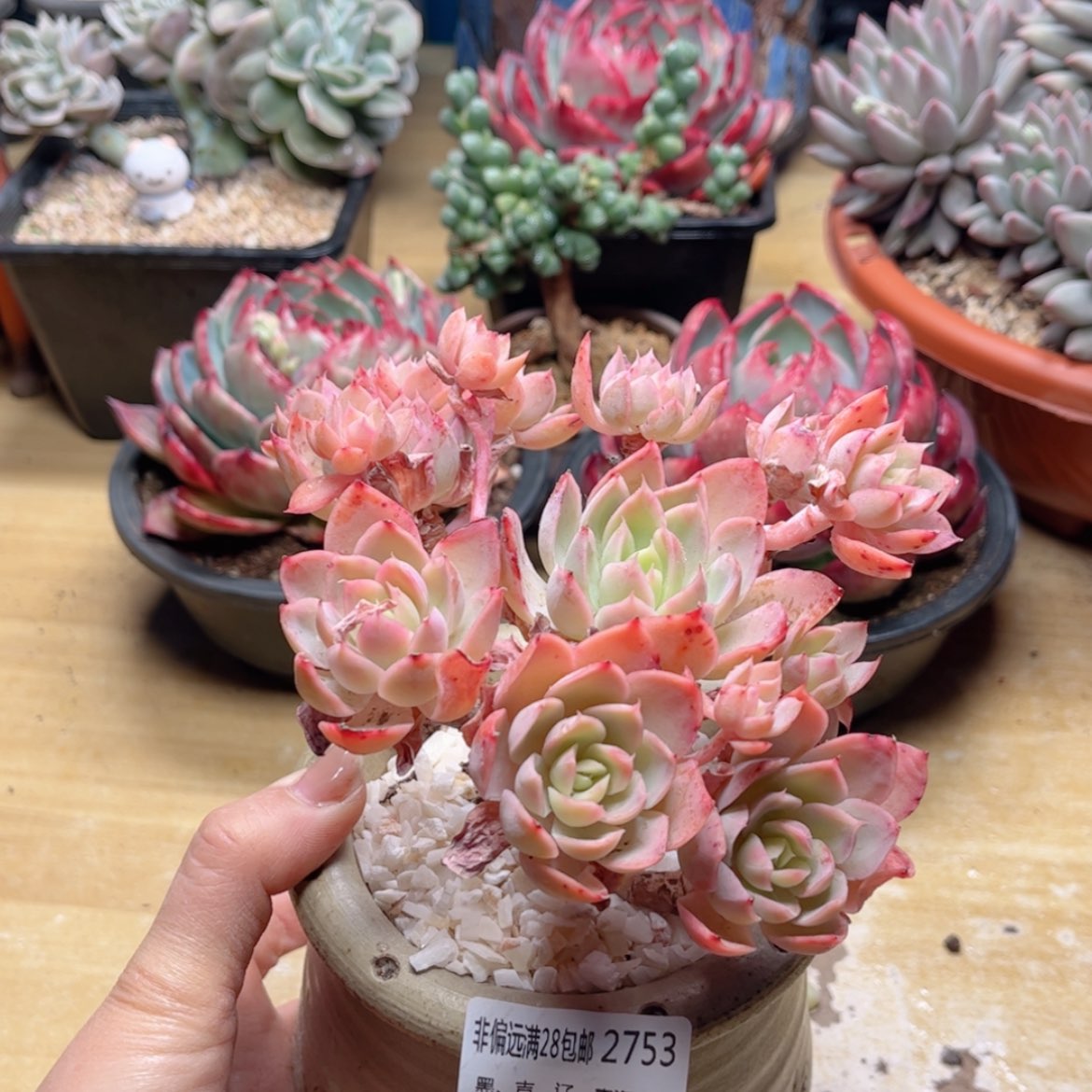 【闪购商品】2753丝绸面纱