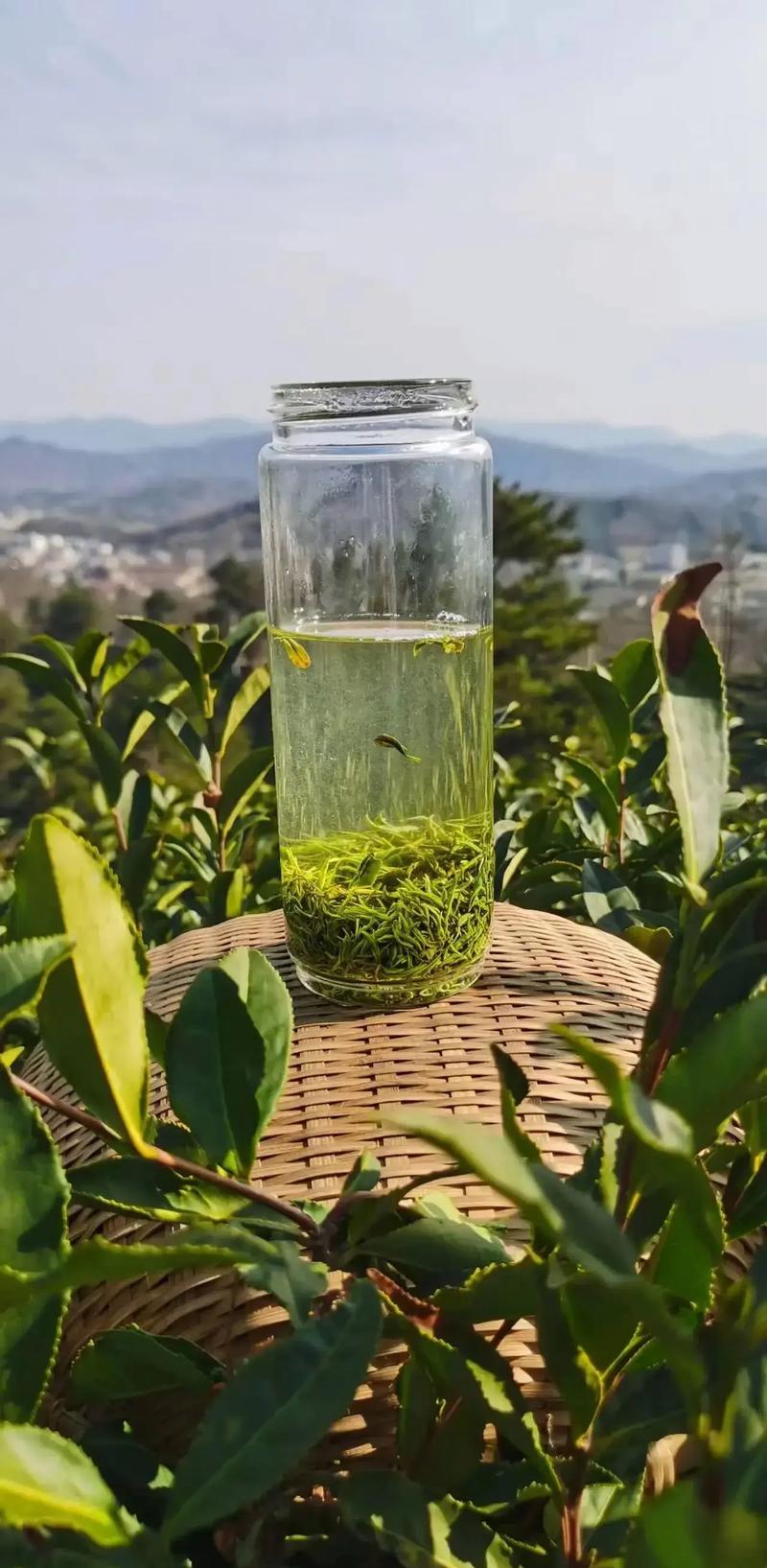 夏季福利2025黑蛋毛尖雨前中芽高山毛尖口感醇厚兰韵感十足茶叶