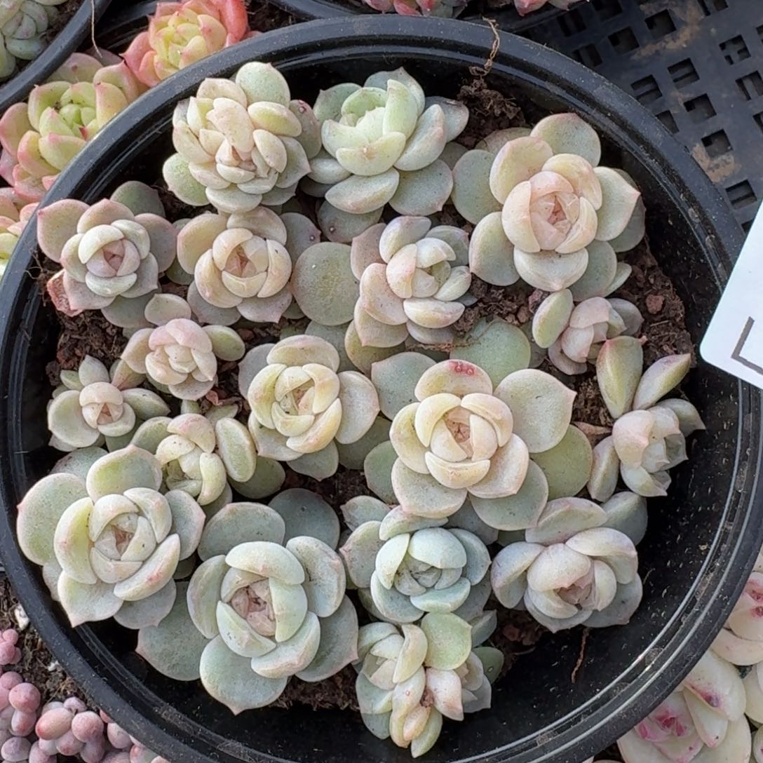 多肉植物多肉植物549