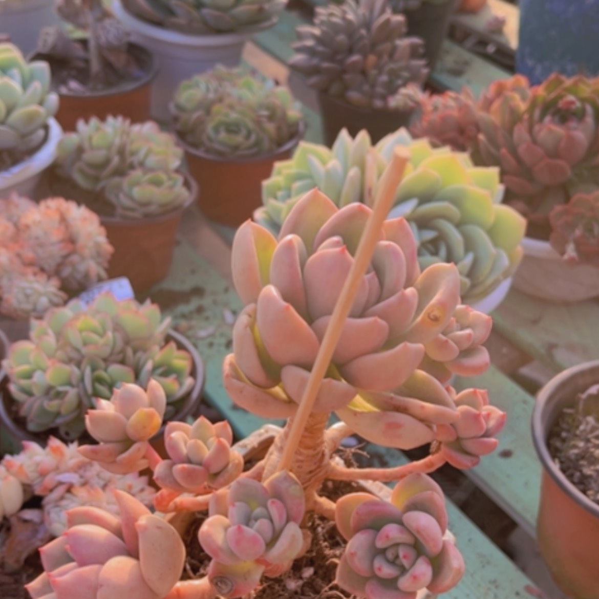 【闪购商品】奶油鳄梨17207