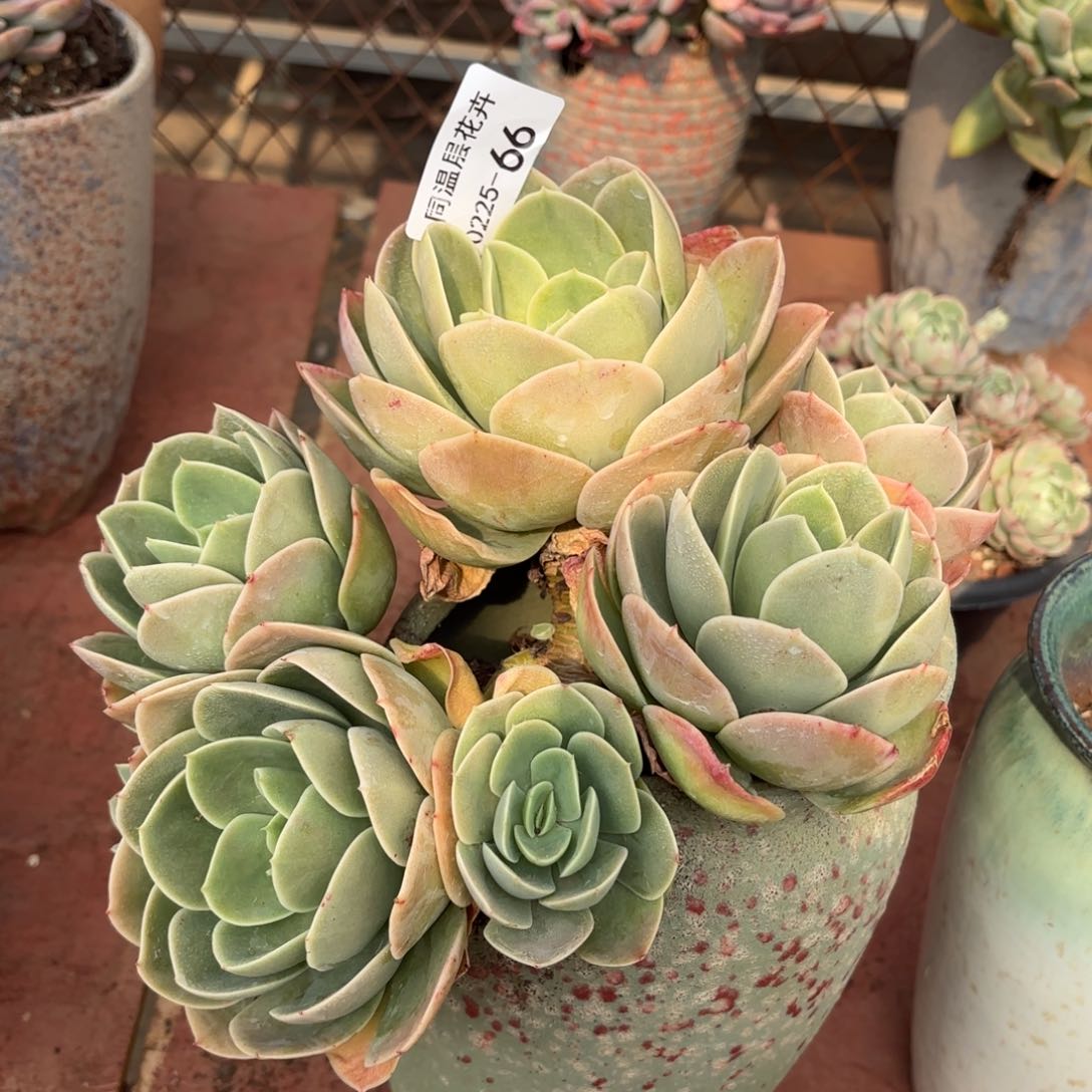 贝同温层多肉星娜塔66