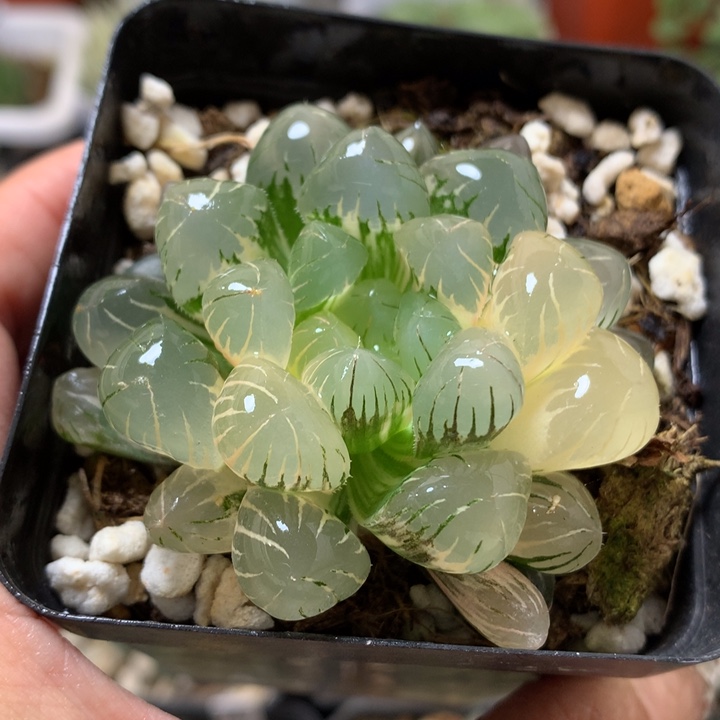 冰灯玉露锦带盆土发货