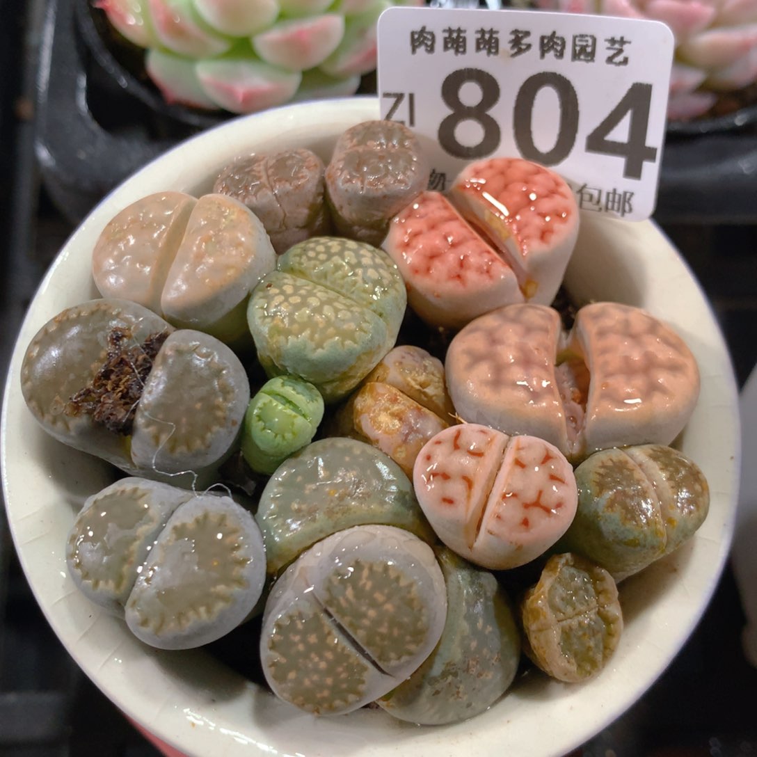 5CM拇指盆精控多肉ZI804