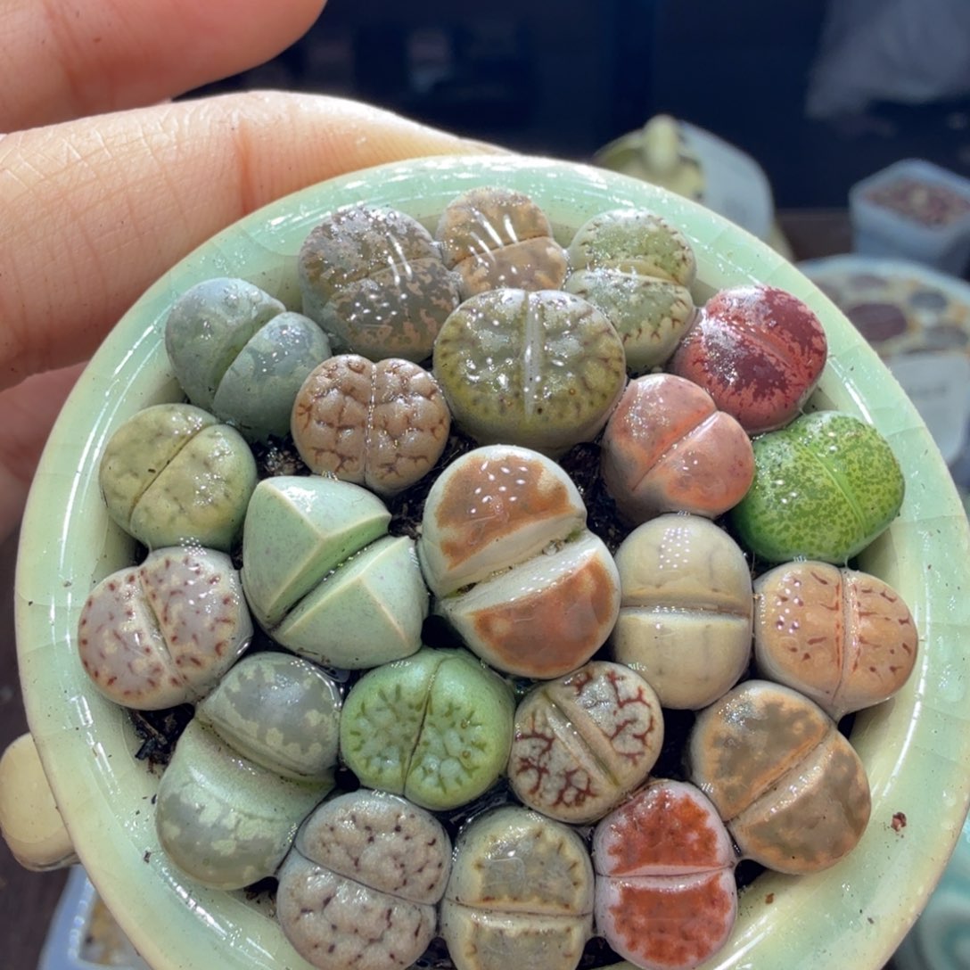 多肉植物开播福利冲冲654