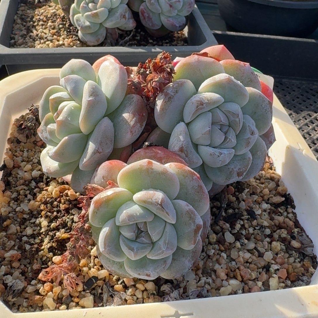 从前慢多肉精选编号1204.35