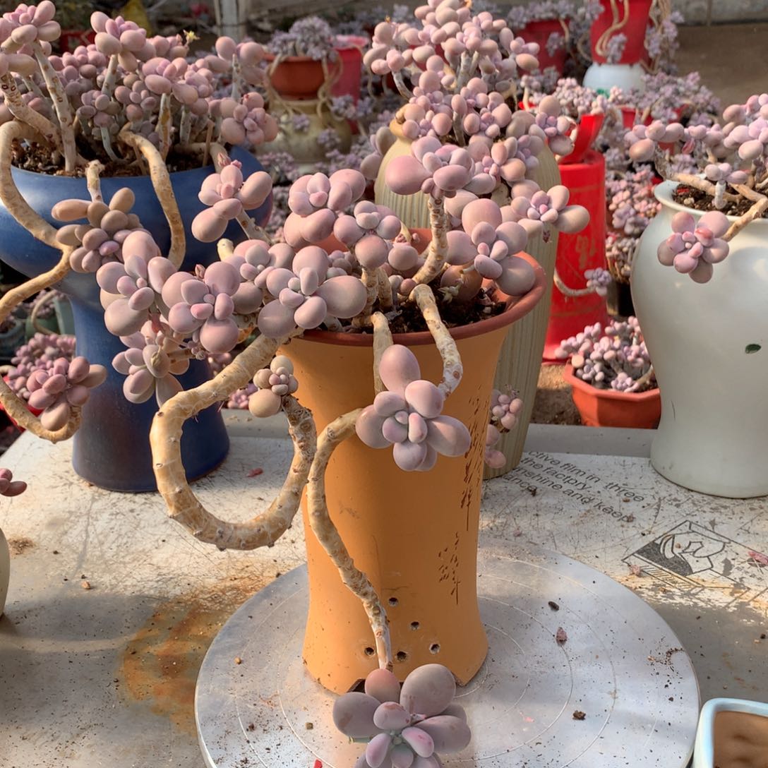 桃蛋老桩不带盆18号