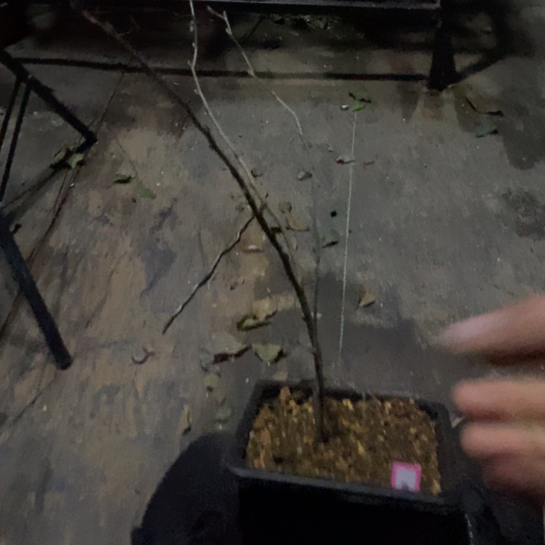 维纳斯老鸦柿原生包邮