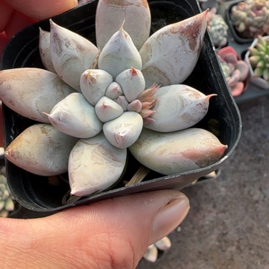 71美人杂多肉植物多