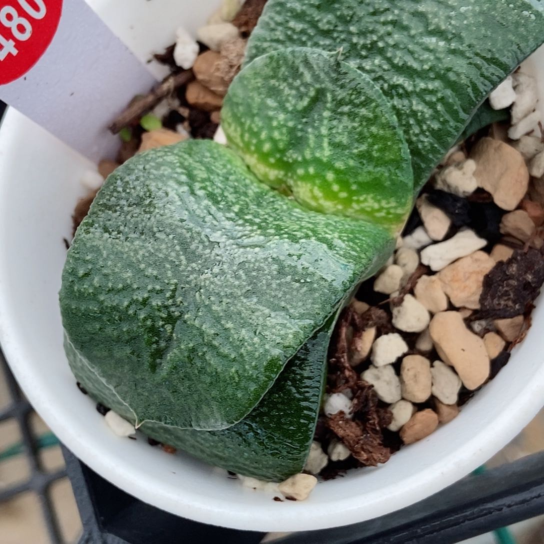 海**空480卧牛实生颗粒很好大肋骨带盆发货