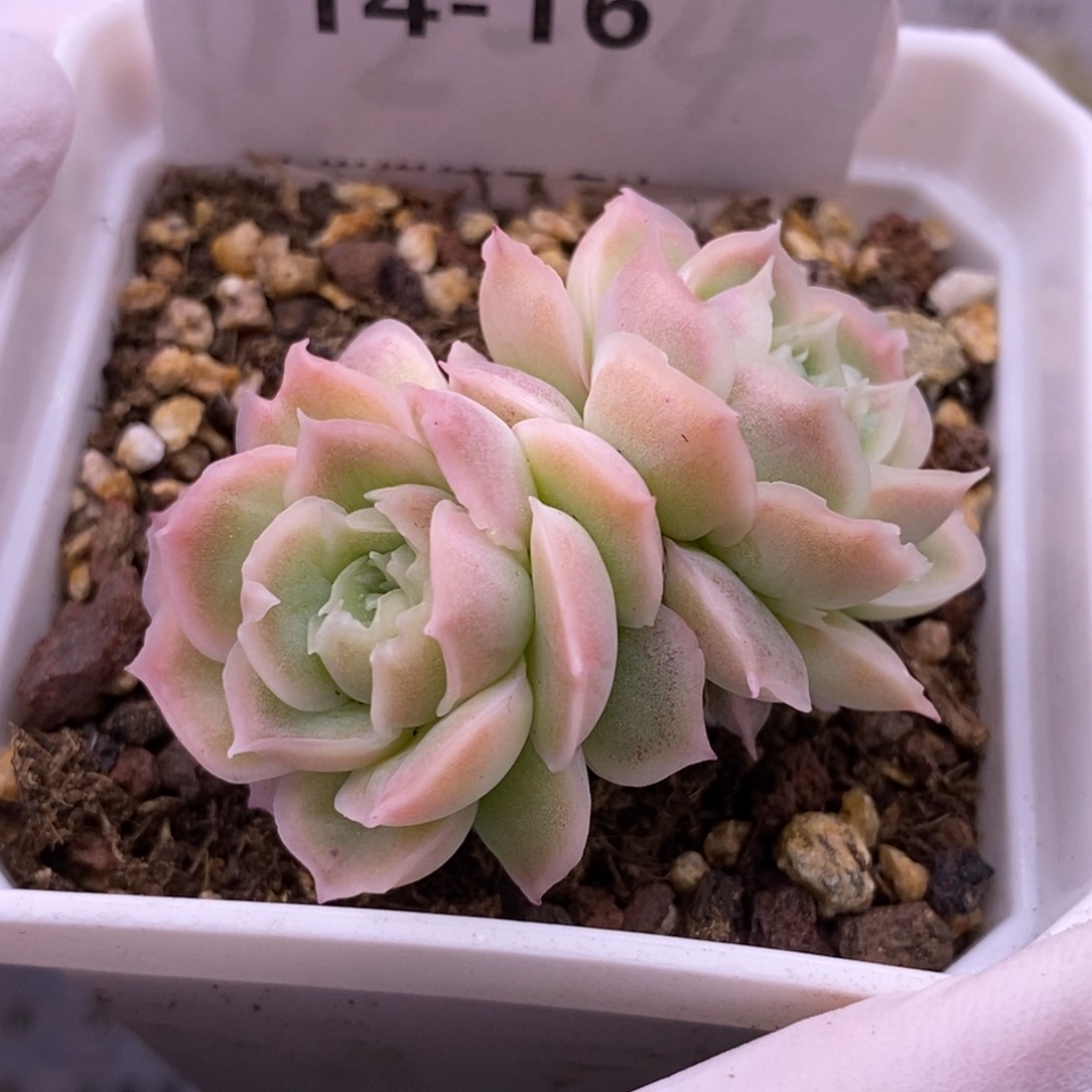 【闪购商品】14-16虾饺