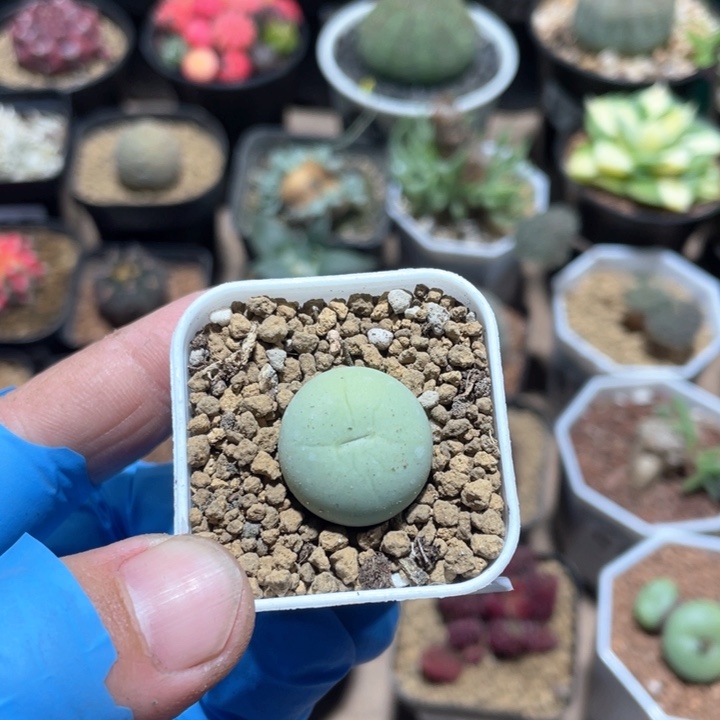 636鸽子蛋植物一盆