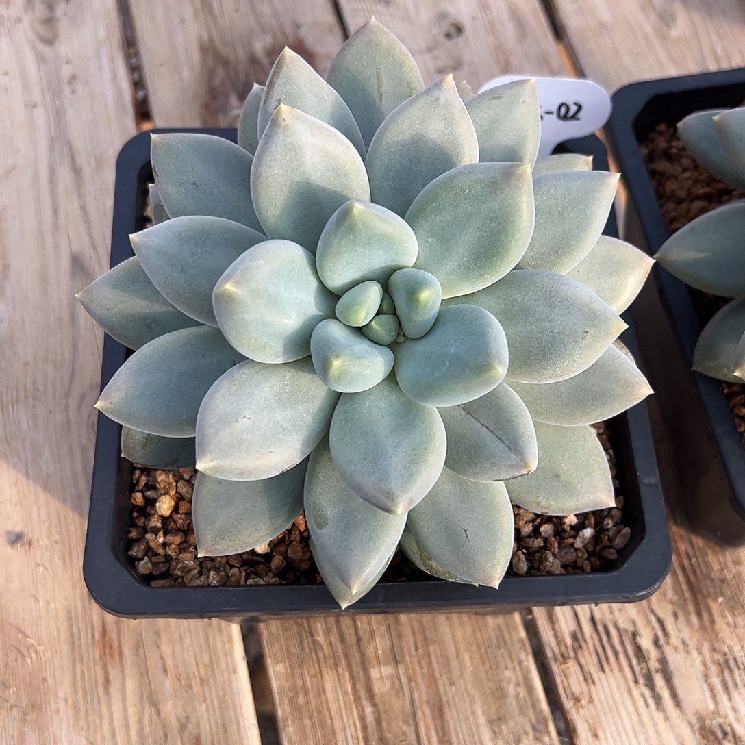 天***辉1125-02黄胖体哥特