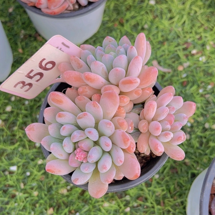 健健康康平平安安