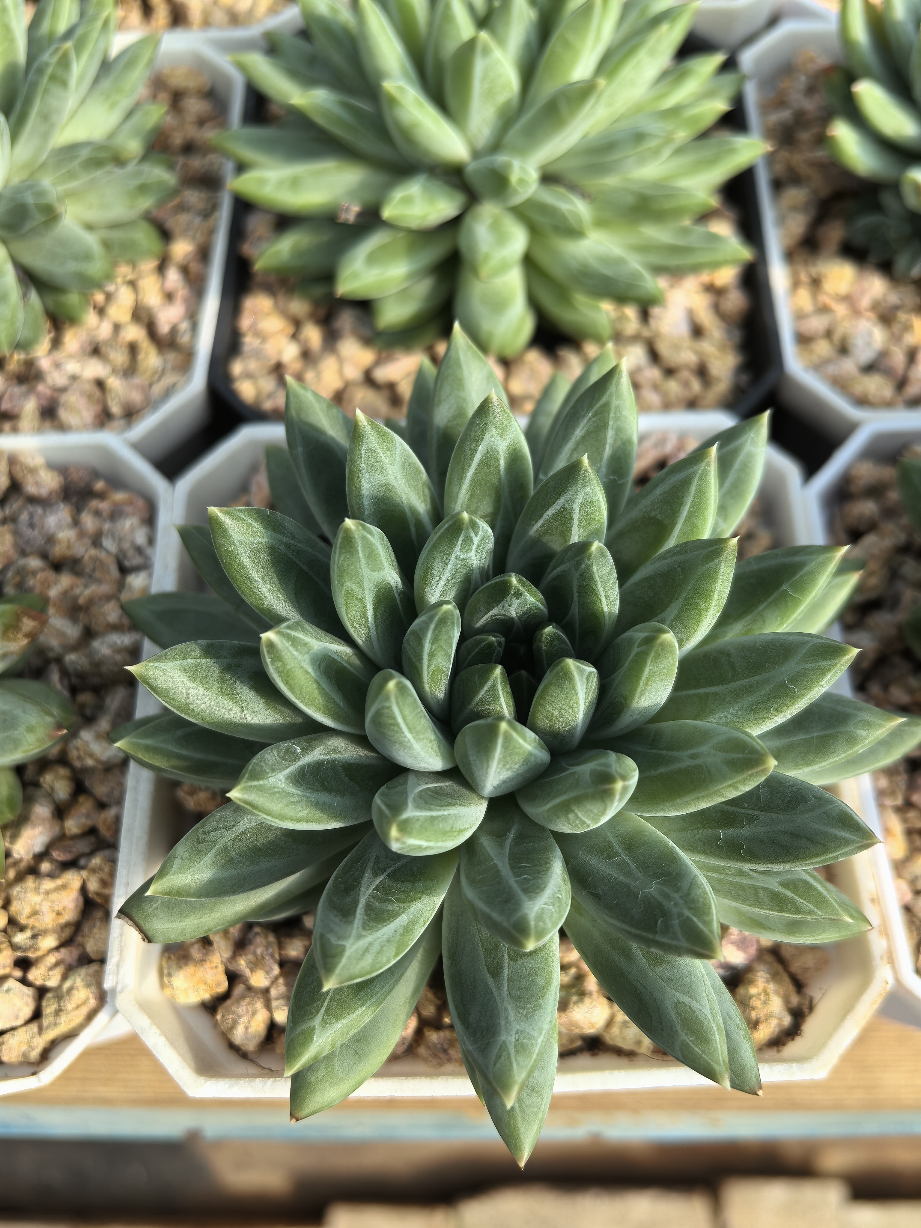 青花瓷多肉植物适合阳台办公室庭院养殖