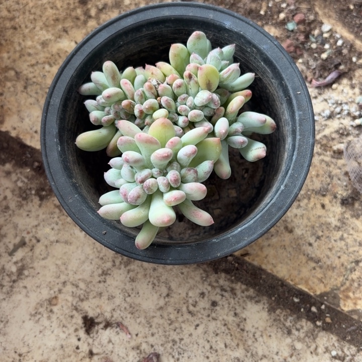 多肉植物三日月美人缀化