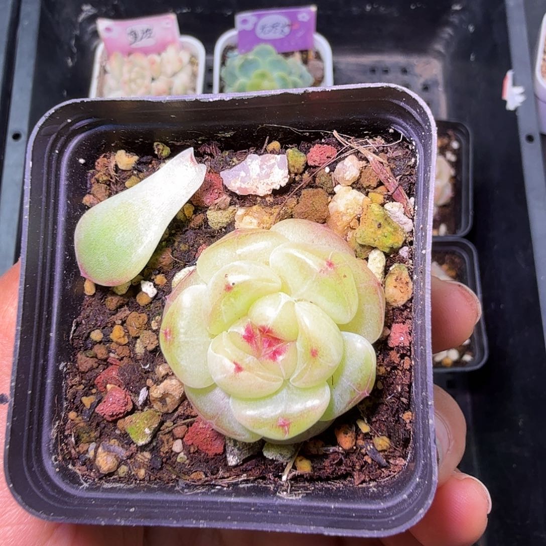 拍款绿透甜心一物一拍