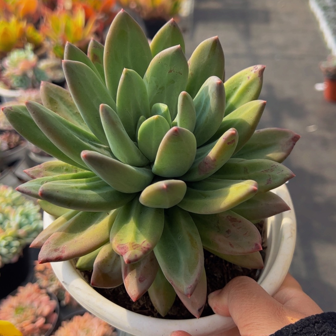 海洋之歌大单头多肉