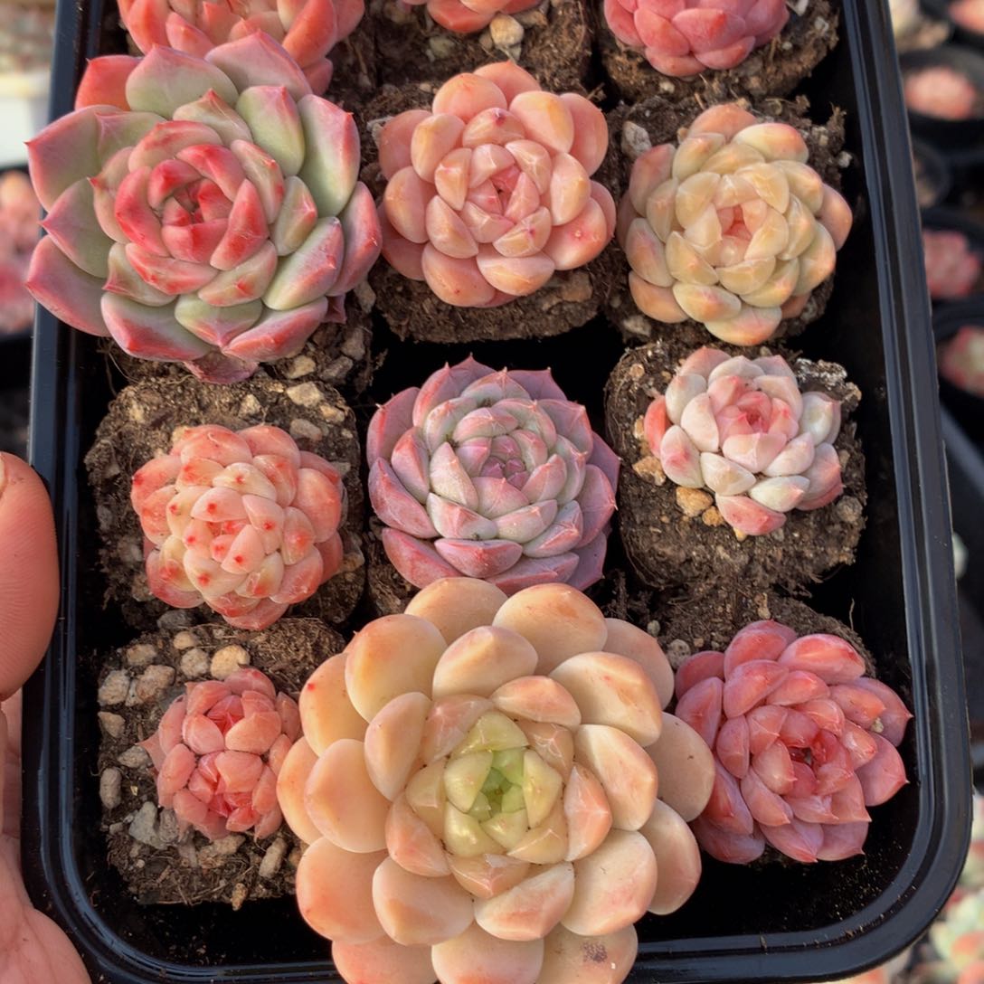 精控小糖心组合一物一拍