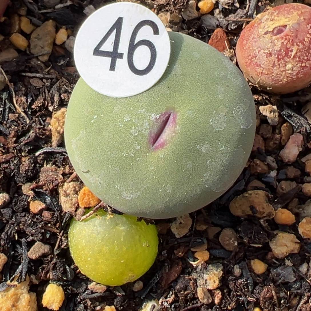 多2植物1111111111111111