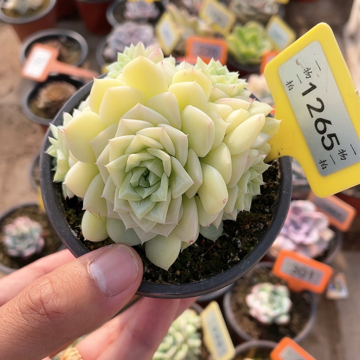 【闪购商品】1265号
