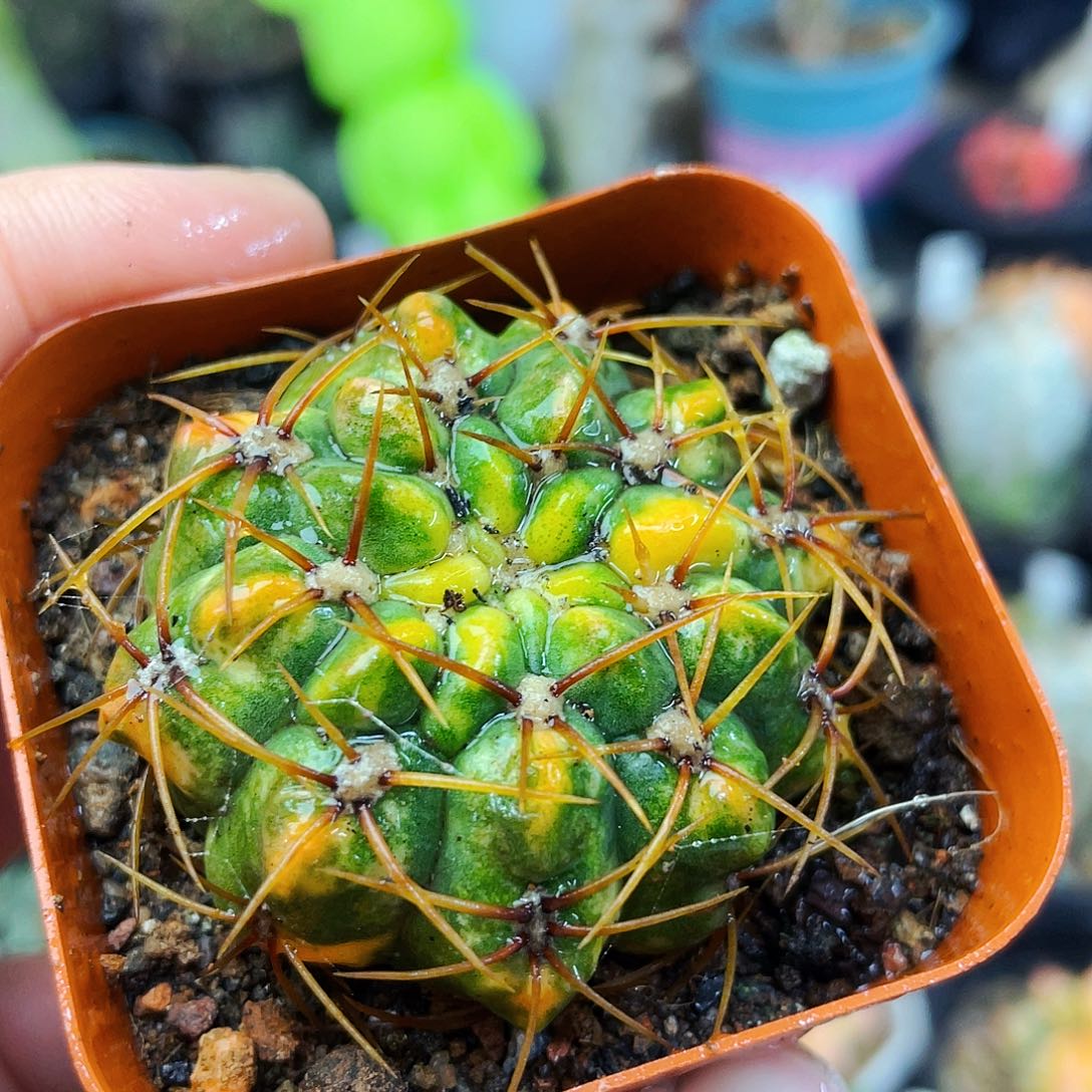 耕耘锦非偏远地区满25包邮仙人球