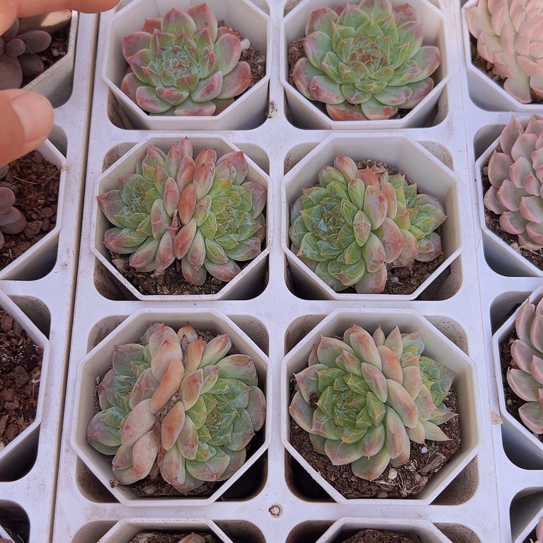 糖心冰魄多肉植物